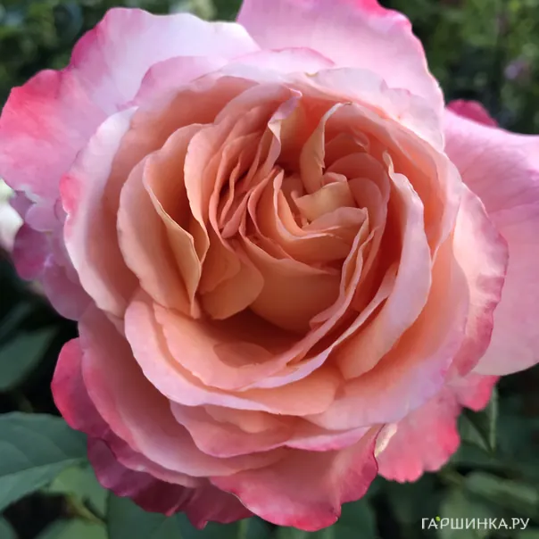 превью изображения отзыва