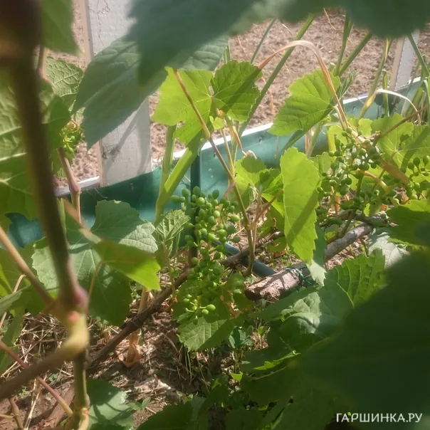 превью изображения отзыва