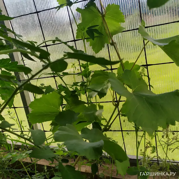 превью изображения отзыва