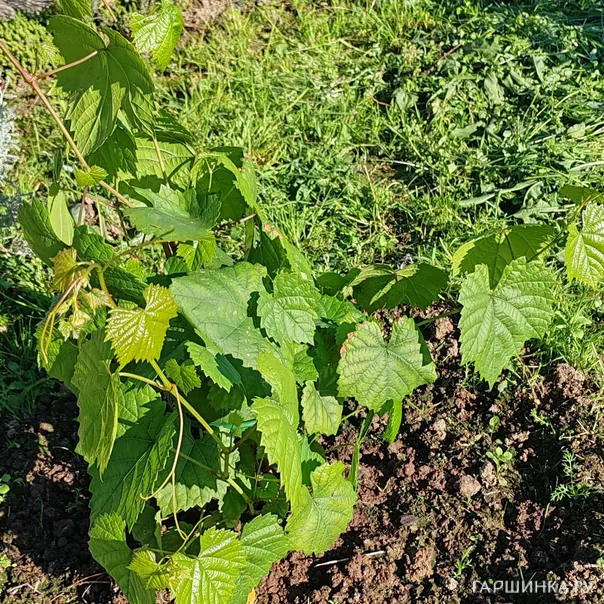 превью изображения отзыва