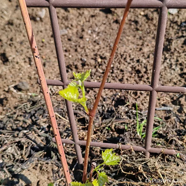 превью изображения отзыва