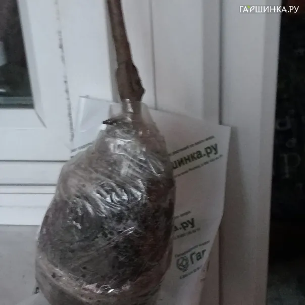 превью изображения отзыва