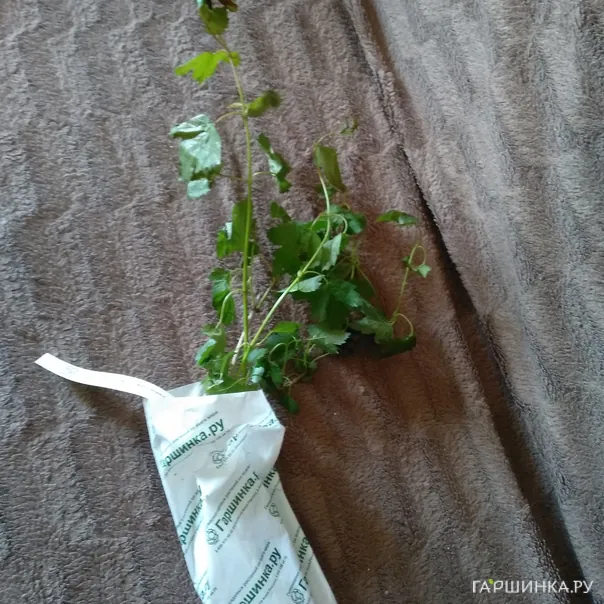 превью изображения отзыва