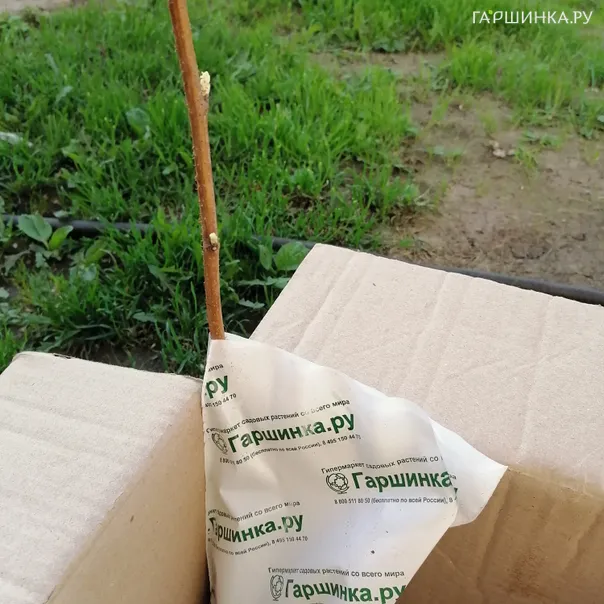 превью изображения отзыва