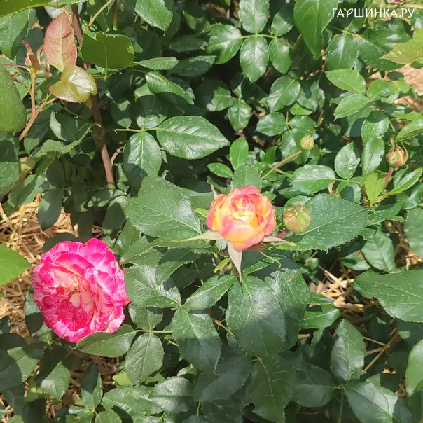 превью изображения отзыва