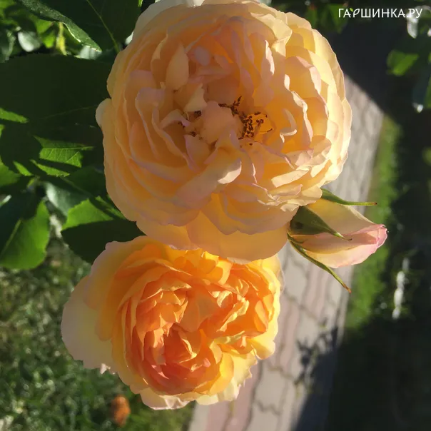 превью изображения отзыва