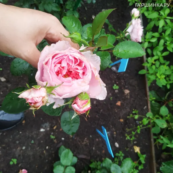 превью изображения отзыва
