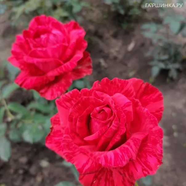 превью изображения отзыва