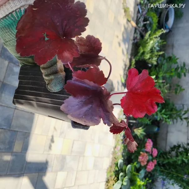 превью изображения отзыва