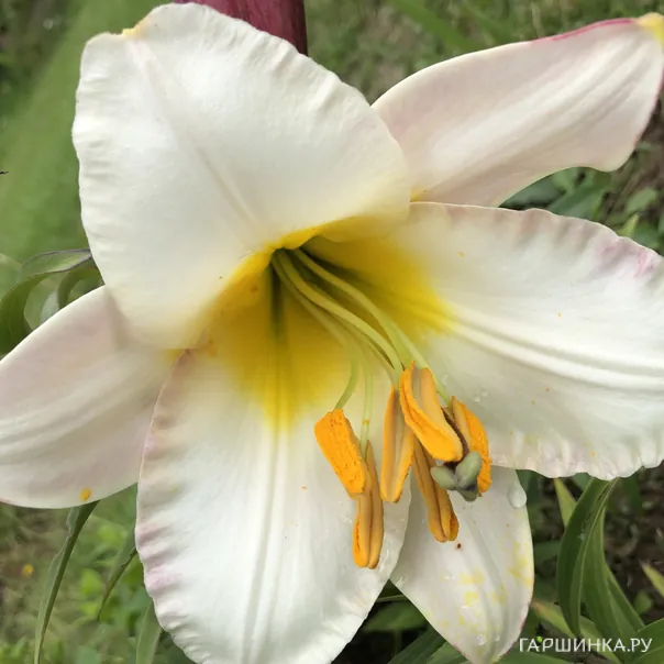 превью изображения отзыва