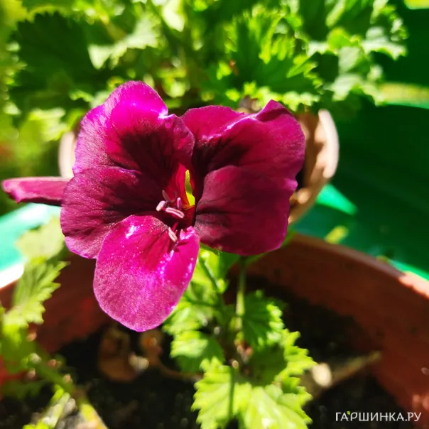 превью изображения отзыва