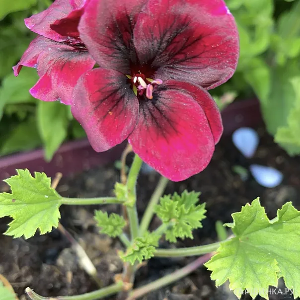 превью изображения отзыва