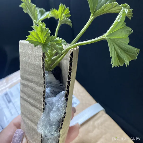 превью изображения отзыва