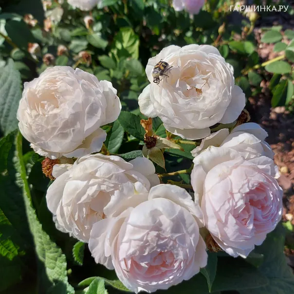 превью изображения отзыва