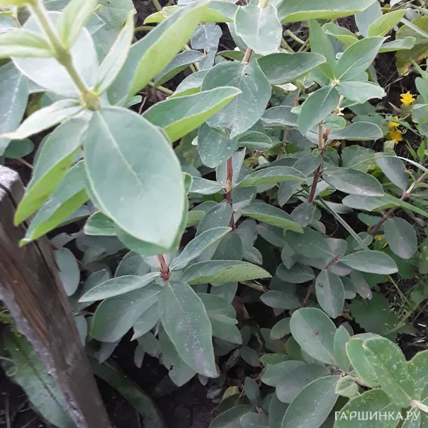 превью изображения отзыва