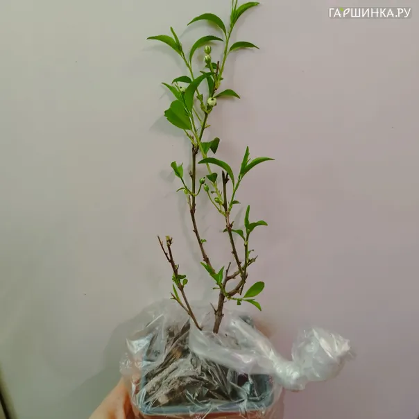 превью изображения отзыва