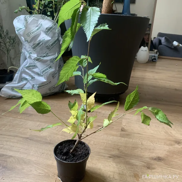 превью изображения отзыва