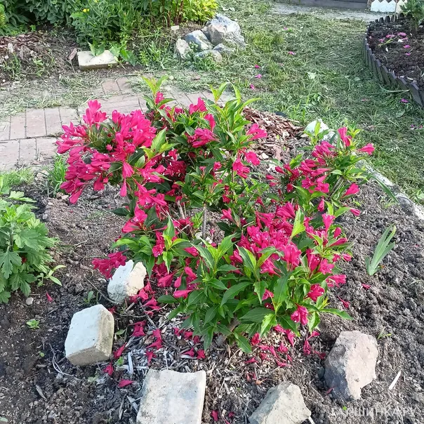 превью изображения отзыва