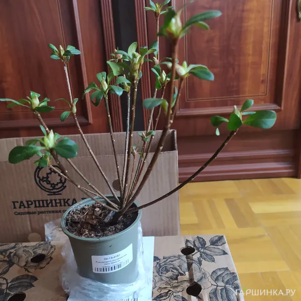 превью изображения отзыва