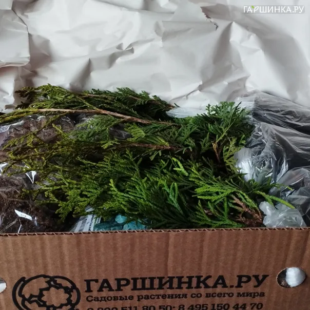 превью изображения отзыва