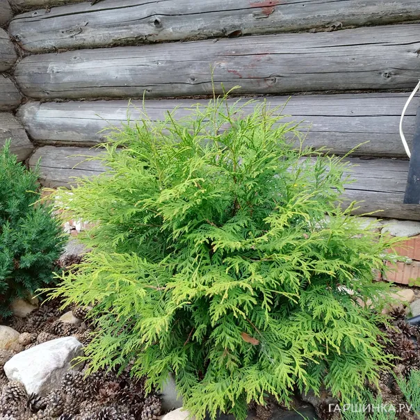 превью изображения отзыва