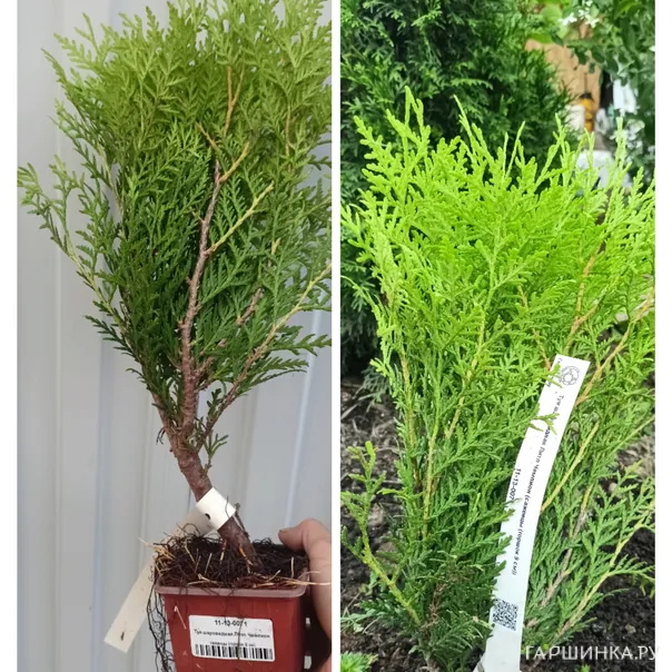 превью изображения отзыва