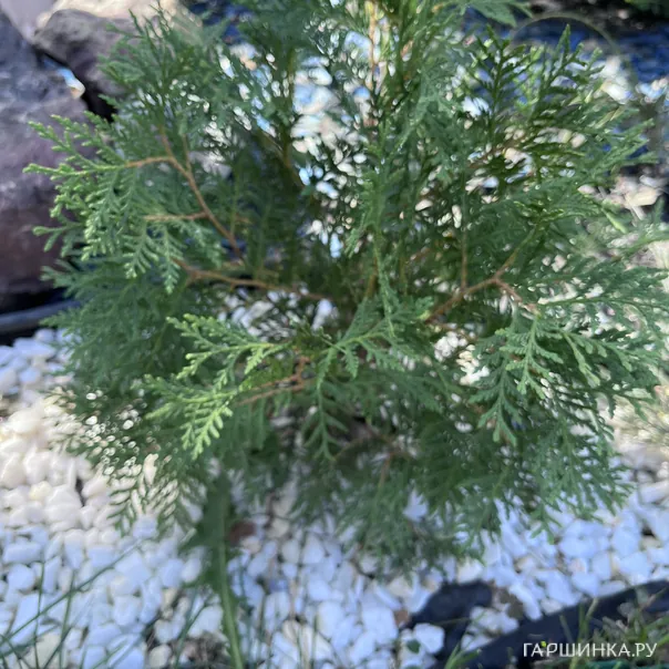 превью изображения отзыва