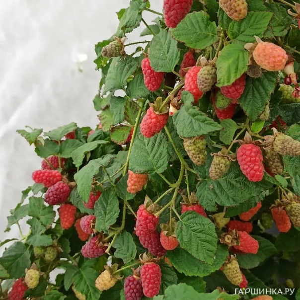 превью изображения отзыва