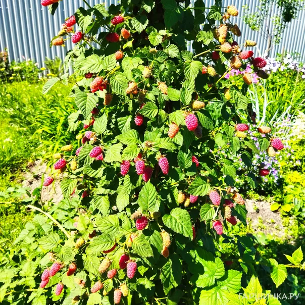 превью изображения отзыва