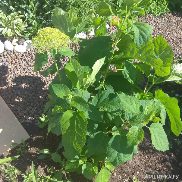 превью изображения отзыва