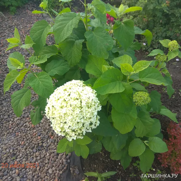 превью изображения отзыва