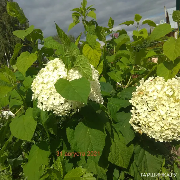 превью изображения отзыва