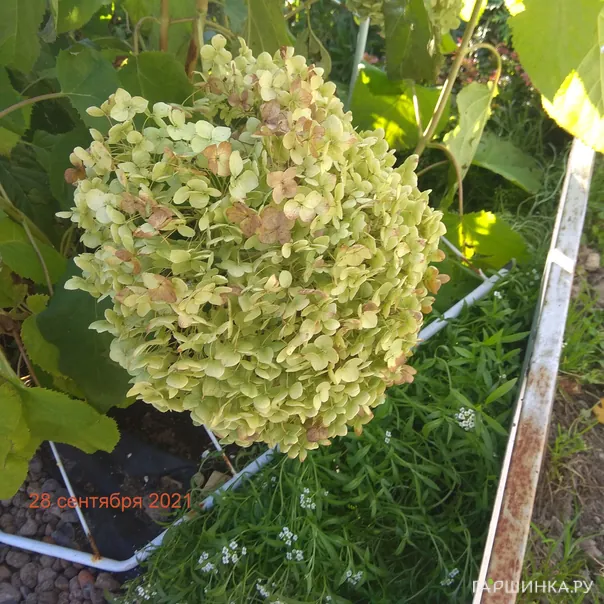 превью изображения отзыва