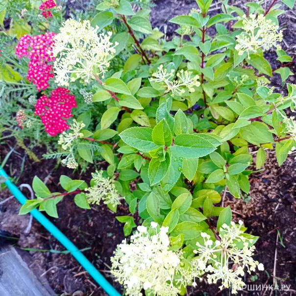 превью изображения отзыва