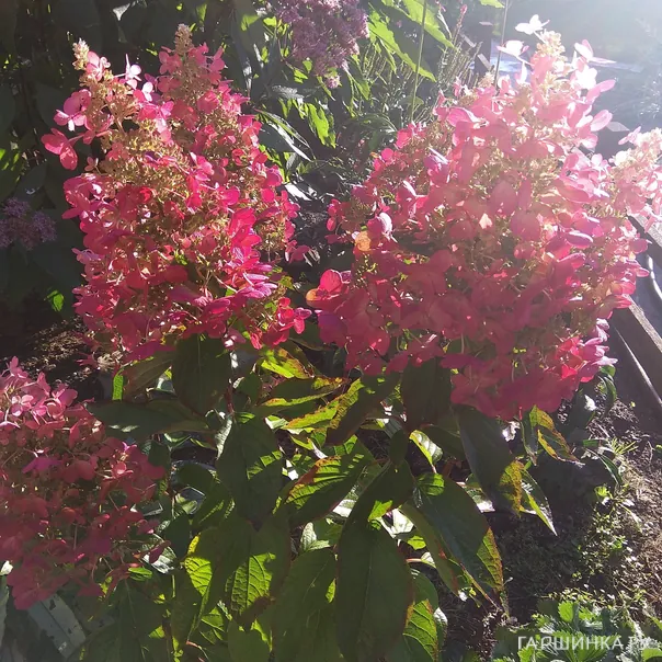 превью изображения отзыва