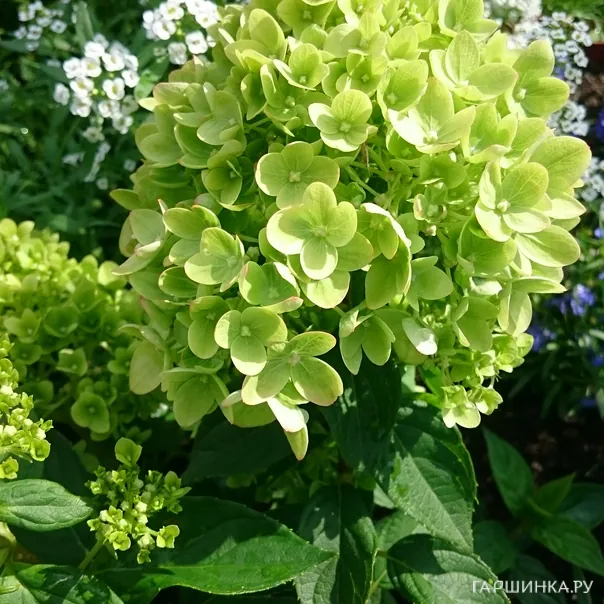 превью изображения отзыва