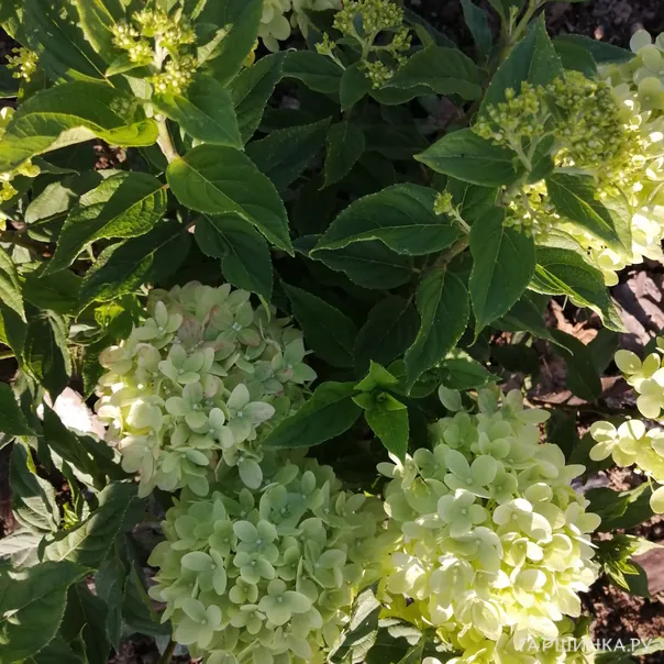 превью изображения отзыва