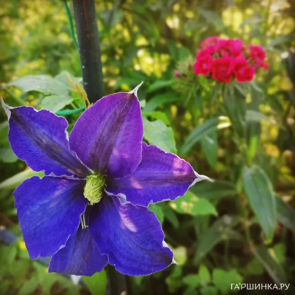 превью изображения отзыва