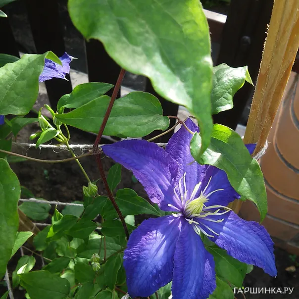 превью изображения отзыва