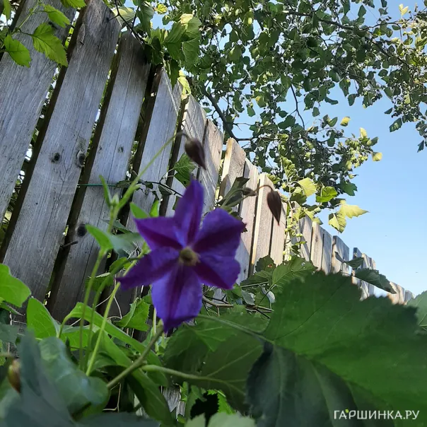 превью изображения отзыва