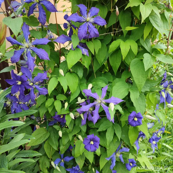 превью изображения отзыва