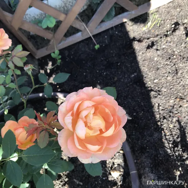 превью изображения отзыва