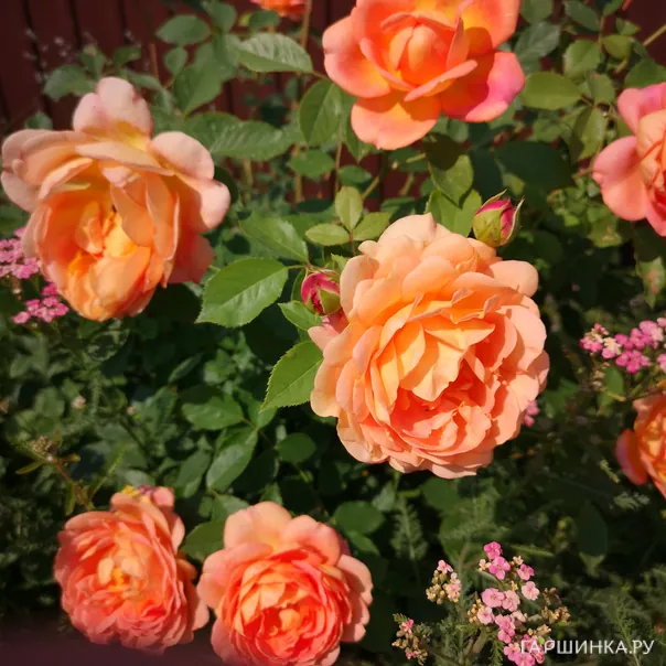 превью изображения отзыва