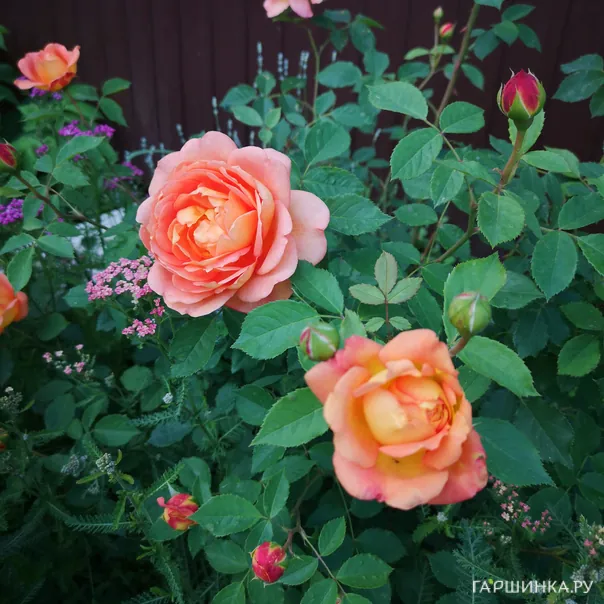 превью изображения отзыва