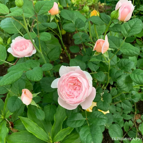 превью изображения отзыва