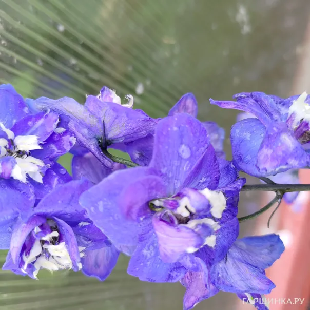 превью изображения отзыва