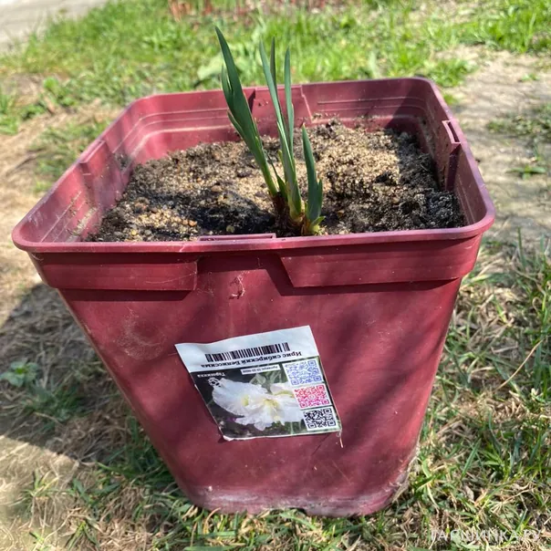 превью изображения отзыва