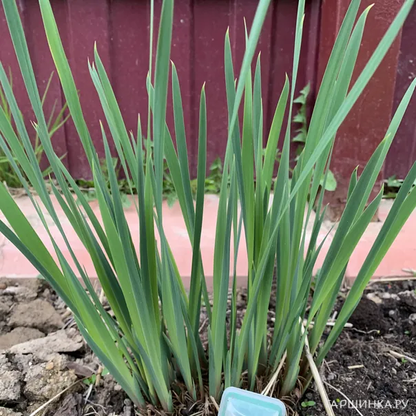 превью изображения отзыва