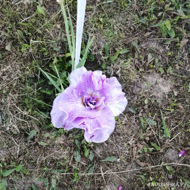 превью изображения отзыва