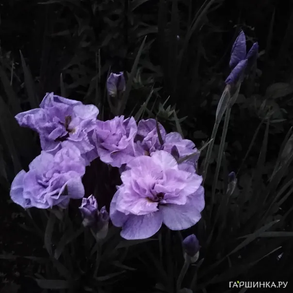 превью изображения отзыва